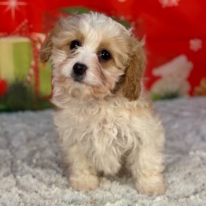 Cavapoo