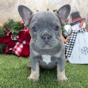 French Bulldog