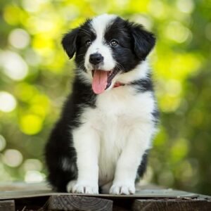 Border Collie